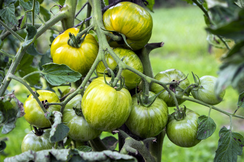 50 Green Zebra Tomato (Lycopersicon) Seeds