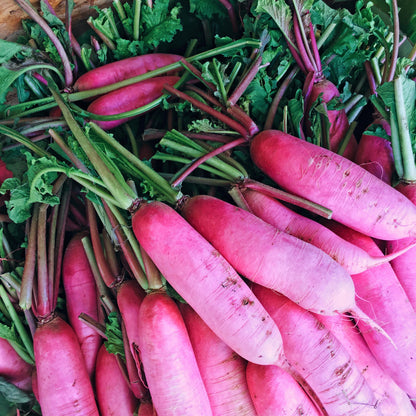 100 China Rose Radish (Raphanus Sativus) Seeds