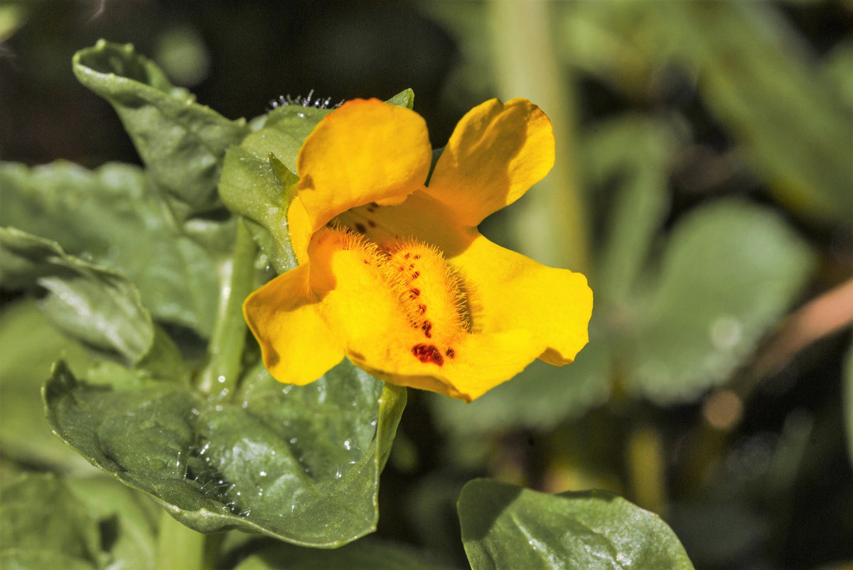 Yellow Monkey Flower (Mimulus guttatus) Seeds – 250 ct
