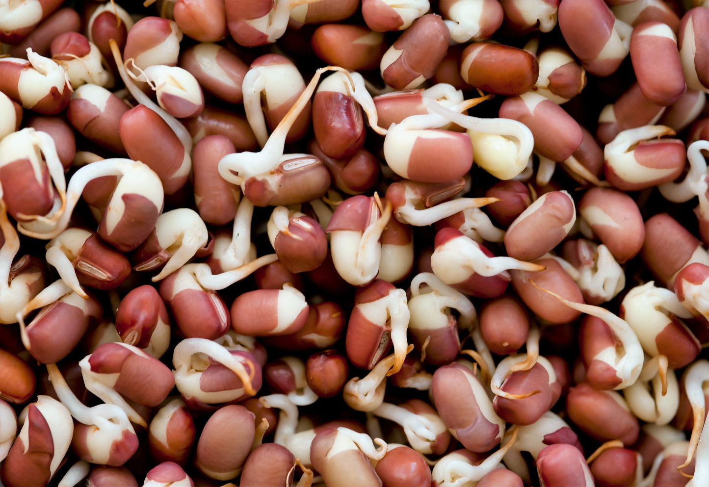 50 Adzuki Bean (Phaseolus Angularis) Seeds