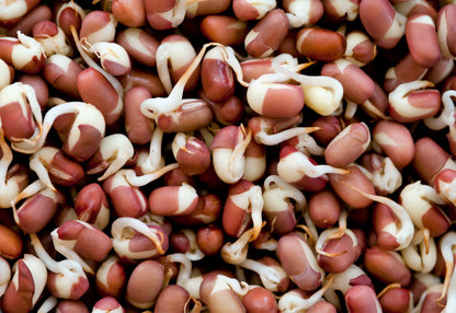 50 Adzuki Bean (Phaseolus Angularis) Seeds