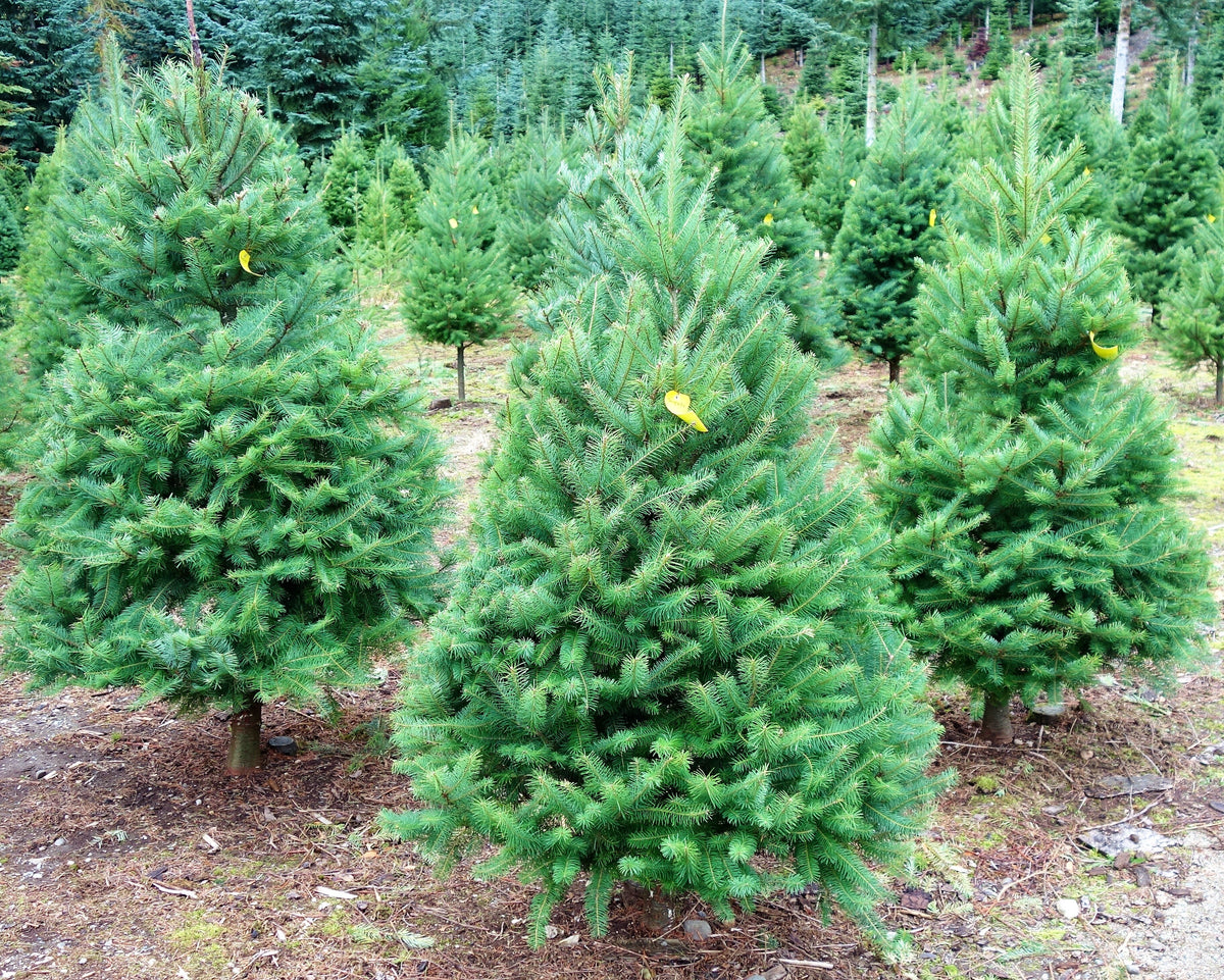 Grow Your Own CHRISTMAS TREE - Douglas Fir ( Pseudotsuga Menziesii ) Gift Packet of Tree Seeds