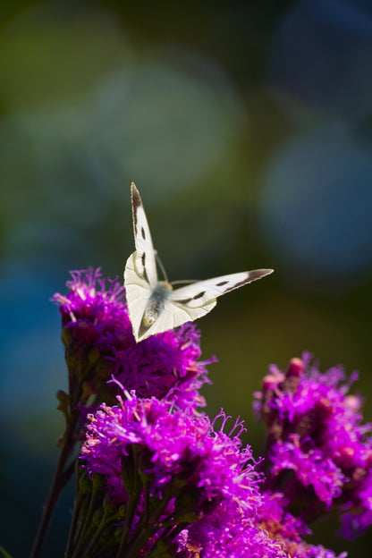 250 Common Ironweed (Vernonia Fasciculata) Seeds