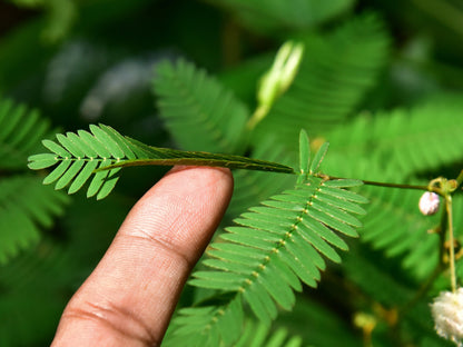 100 Sensitive Plant (Mimosa Pudica) Seeds