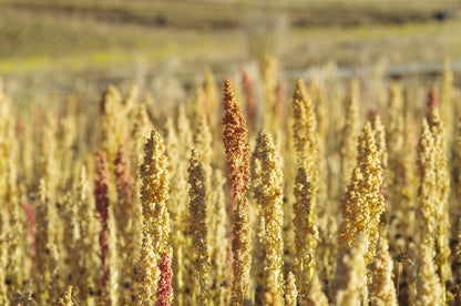 100 Peppermint Quinoa (Chenopodium Quinoa) Seeds
