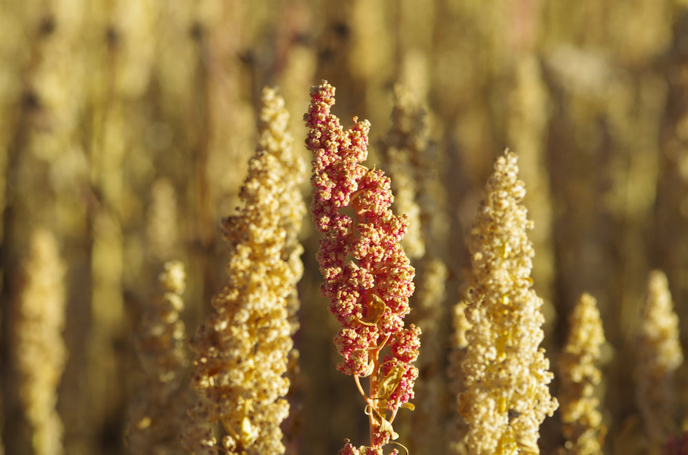 100 Peppermint Quinoa (Chenopodium Quinoa) Seeds