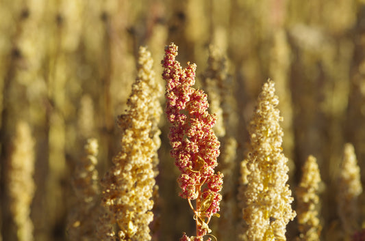 100 Peppermint Quinoa (Chenopodium Quinoa) Seeds
