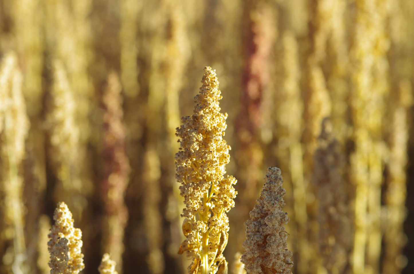100 Peppermint Quinoa (Chenopodium Quinoa) Seeds