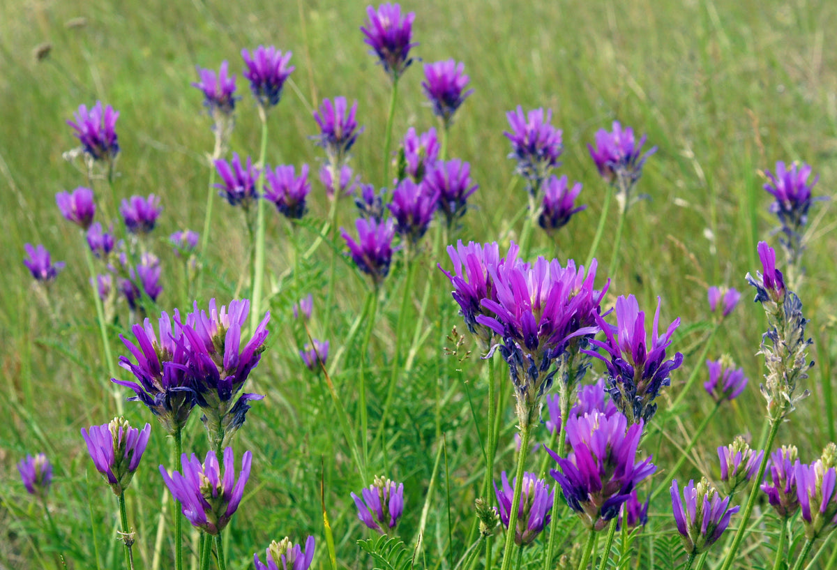 2000 Alfalfa (Medicago Sativa) Seeds