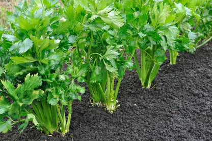 1000 Tall Utah Celery (Apium Graveolens) Seeds