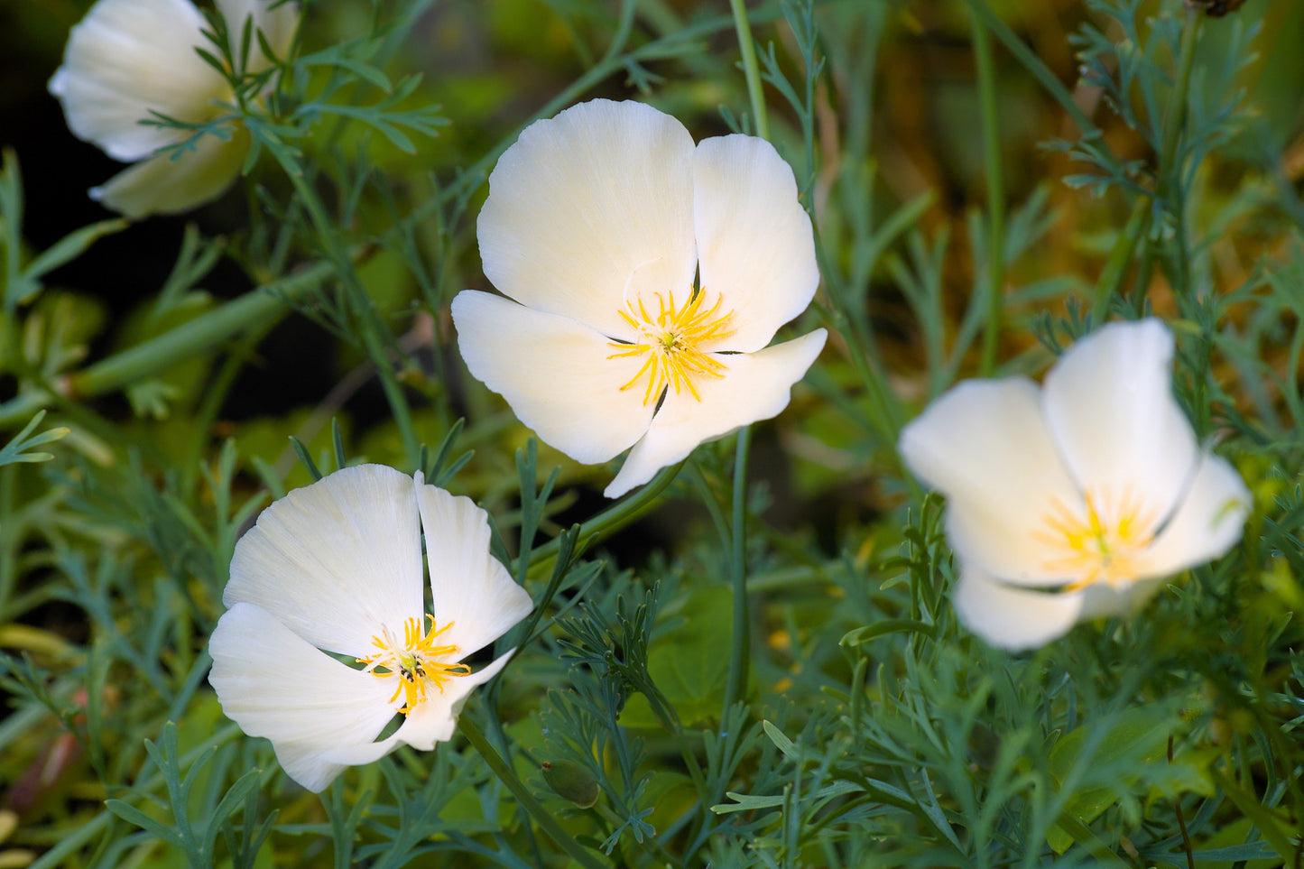 1000 White California Poppy (Eschscholzia Californica) Seeds