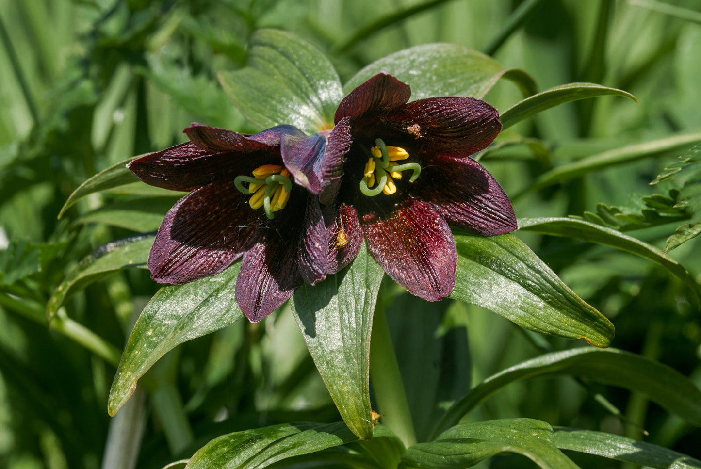 10 Chocolate Lily (Fritillaria Camschatcensis) Seeds