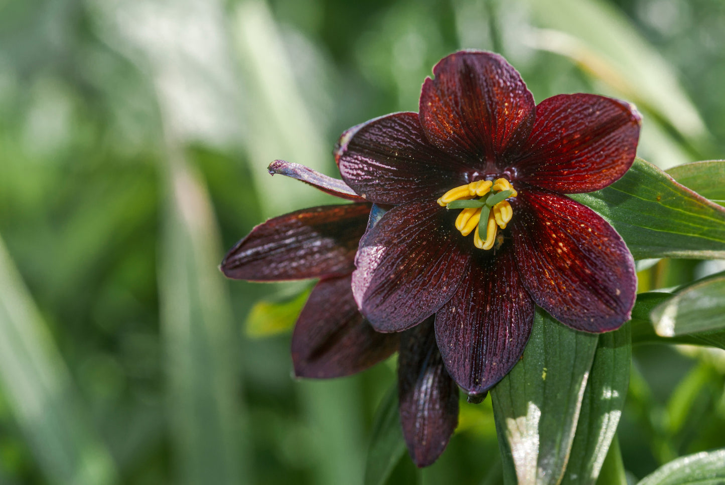 10 Chocolate Lily (Fritillaria Camschatcensis) Seeds