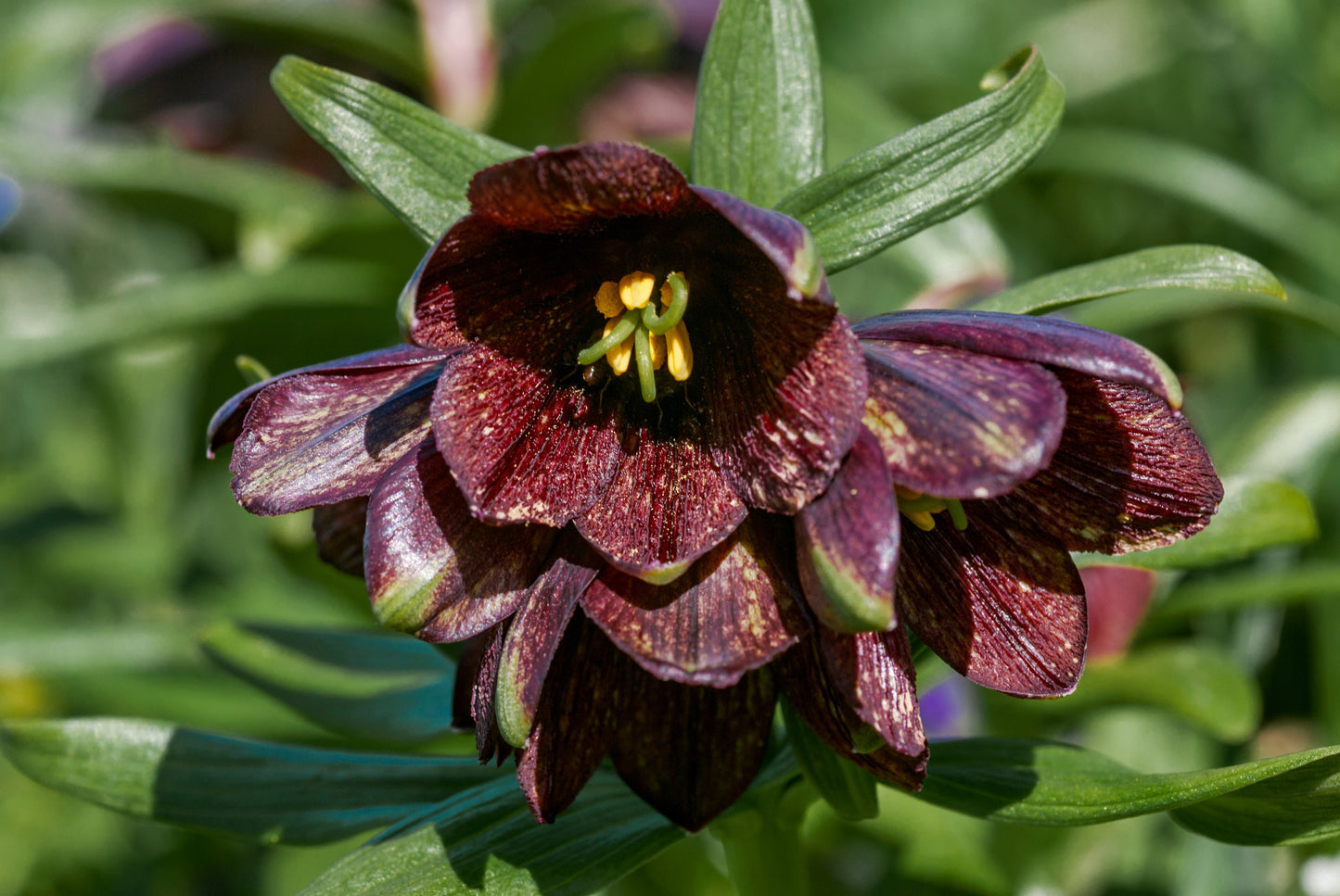 10 Chocolate Lily (Fritillaria Camschatcensis) Seeds