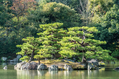 10 Japanese Black Pine Tree (Pinus Thunbergii) Seeds