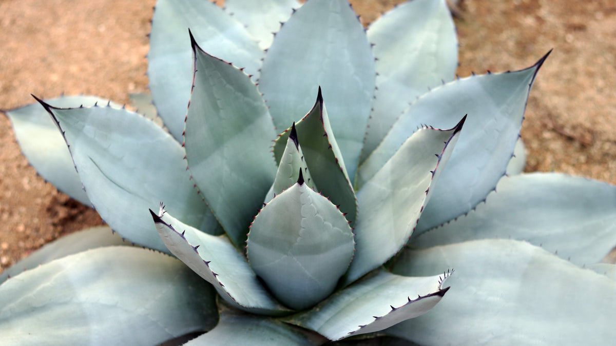 Artichoke Agave (Agave parryi var. huachucensis) Seeds – 5 ct