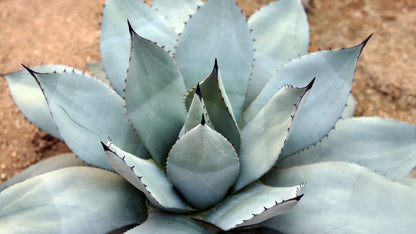 Artichoke Agave (Agave parryi var. huachucensis) Seeds – 5 ct