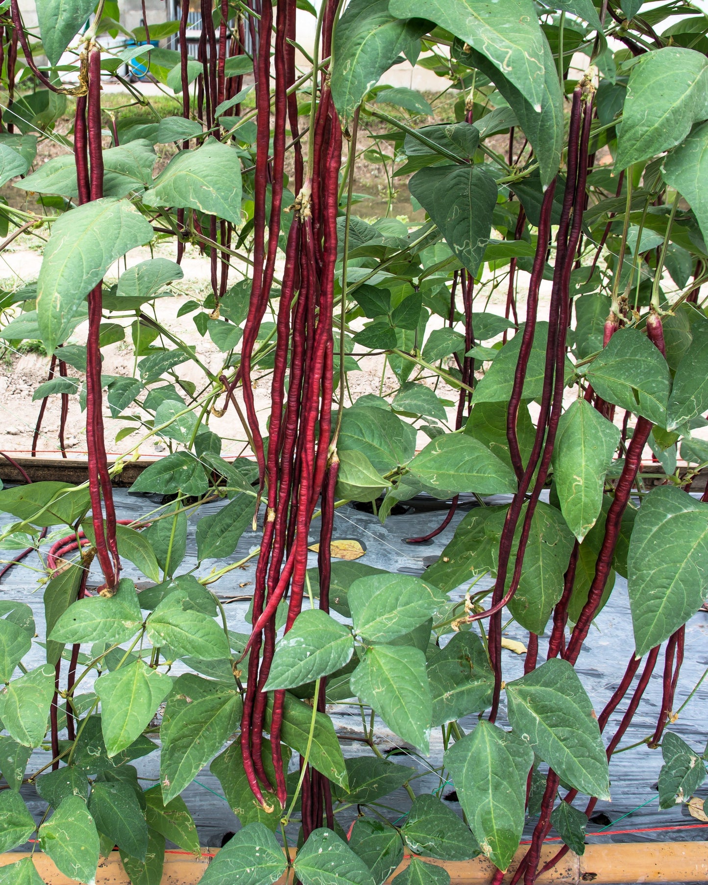 25 Red Noodle Bean (Phaseolus Vulgaris) Seeds