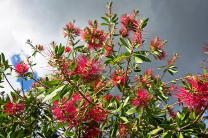10 Pineapple Guava (Acca Guavasteen) Seeds