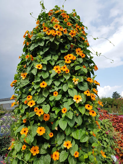 25 Mixed Black Eyed Susan (Thunbergia Alata) Seeds