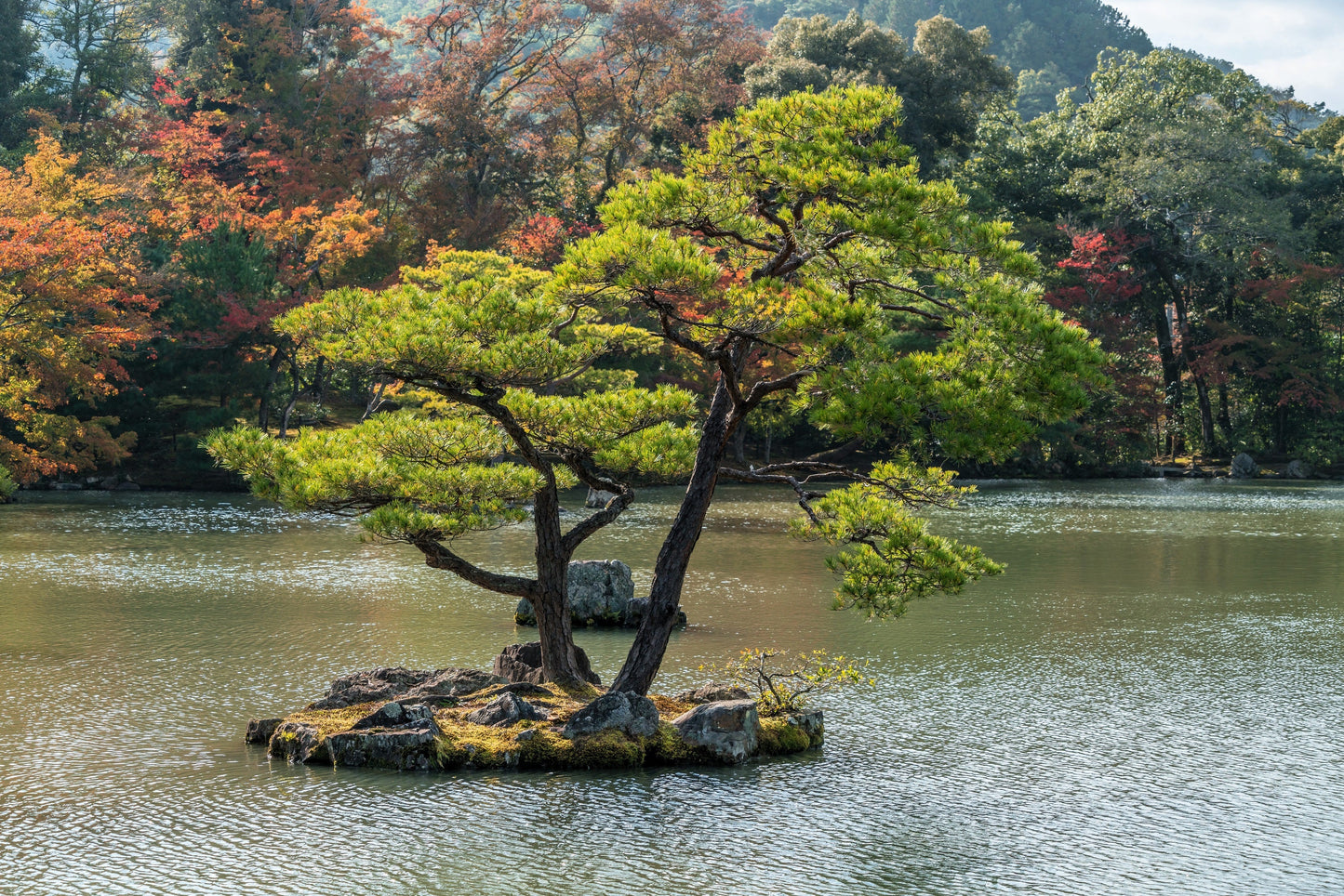 10 Japanese Black Pine Tree (Pinus Thunbergii) Seeds