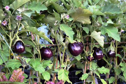 300 Florida Market Eggplant (Solanum Melongena) Seeds