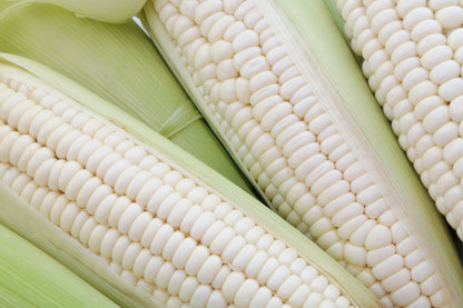 Country Gentleman White Sweet Corn (Zea mays) Seeds – 100 ct
