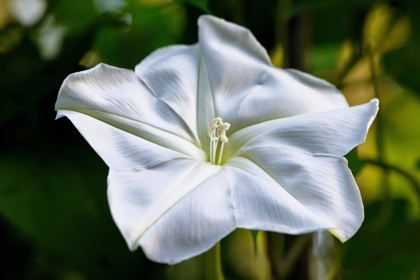 50 Moon Flower (Ipomoea Alba) Seeds