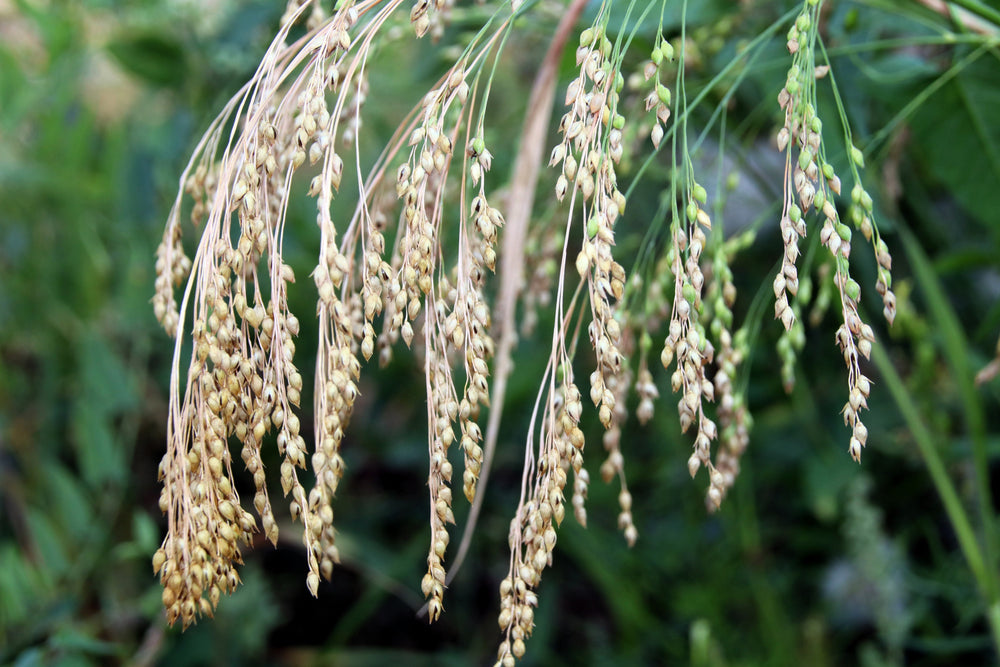 200 Proso Millet (Panicum Miliaceum) Seeds