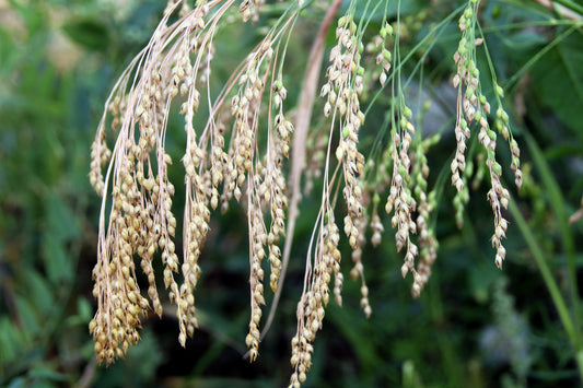 200 Proso Millet (Panicum Miliaceum) Seeds