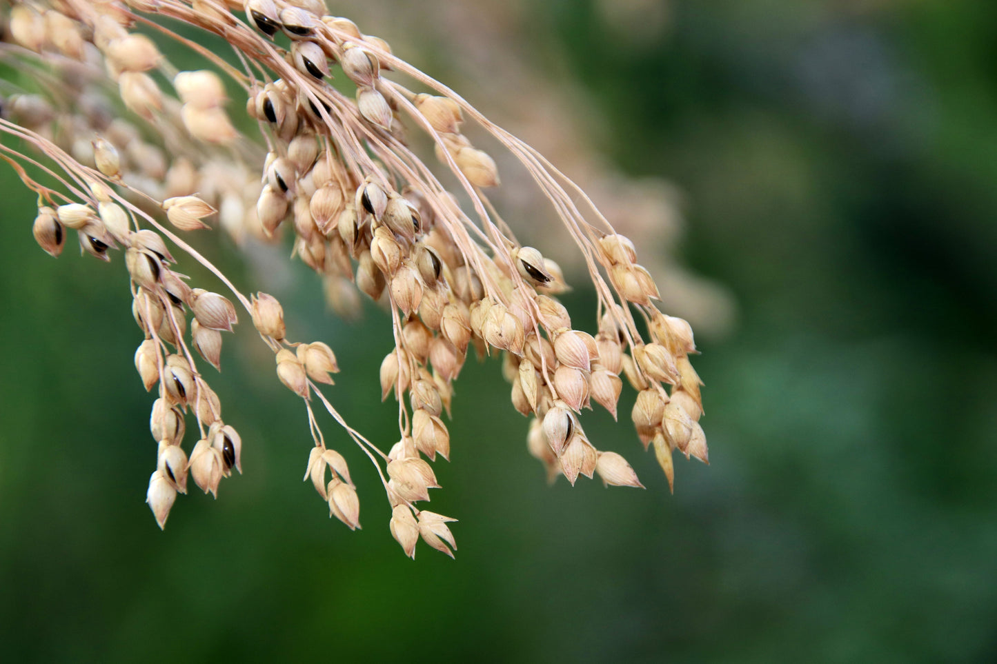 200 Proso Millet (Panicum Miliaceum) Seeds