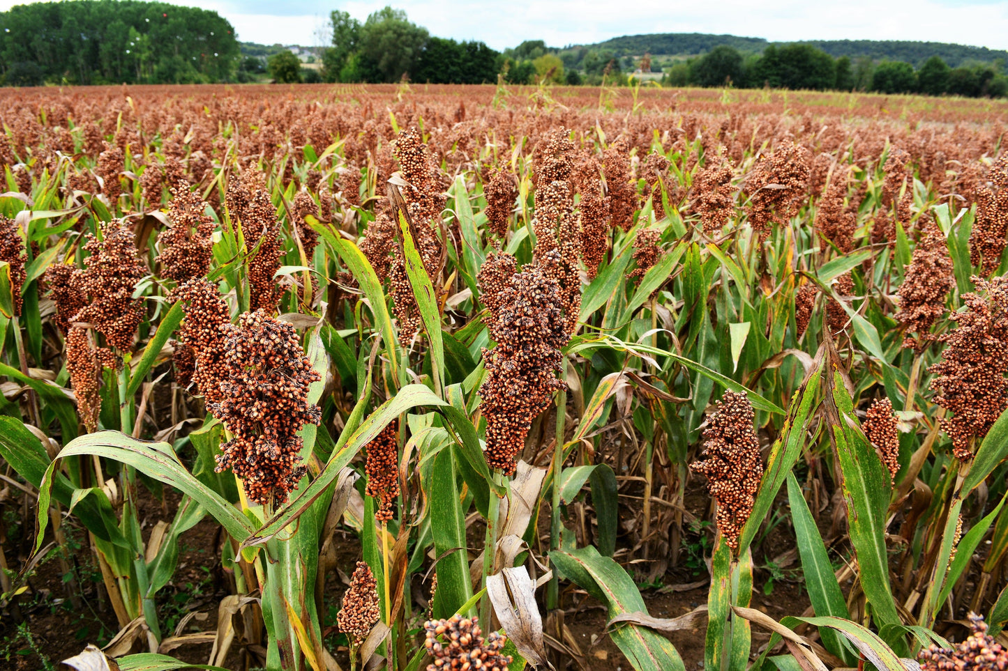 500 Browntop Millet (Urochloa Ramosa Panicum Brachiaria) Seeds