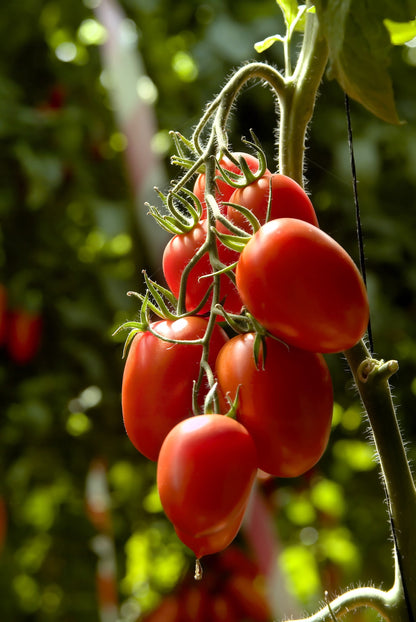 50 Amish Paste Tomato (Lycopersicon) Seeds