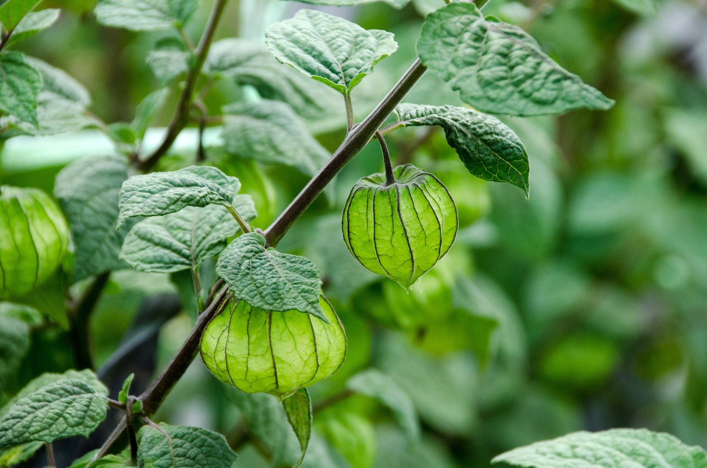 50 Peruvian Ground Cherry (Physalis Peruviana) Seeds