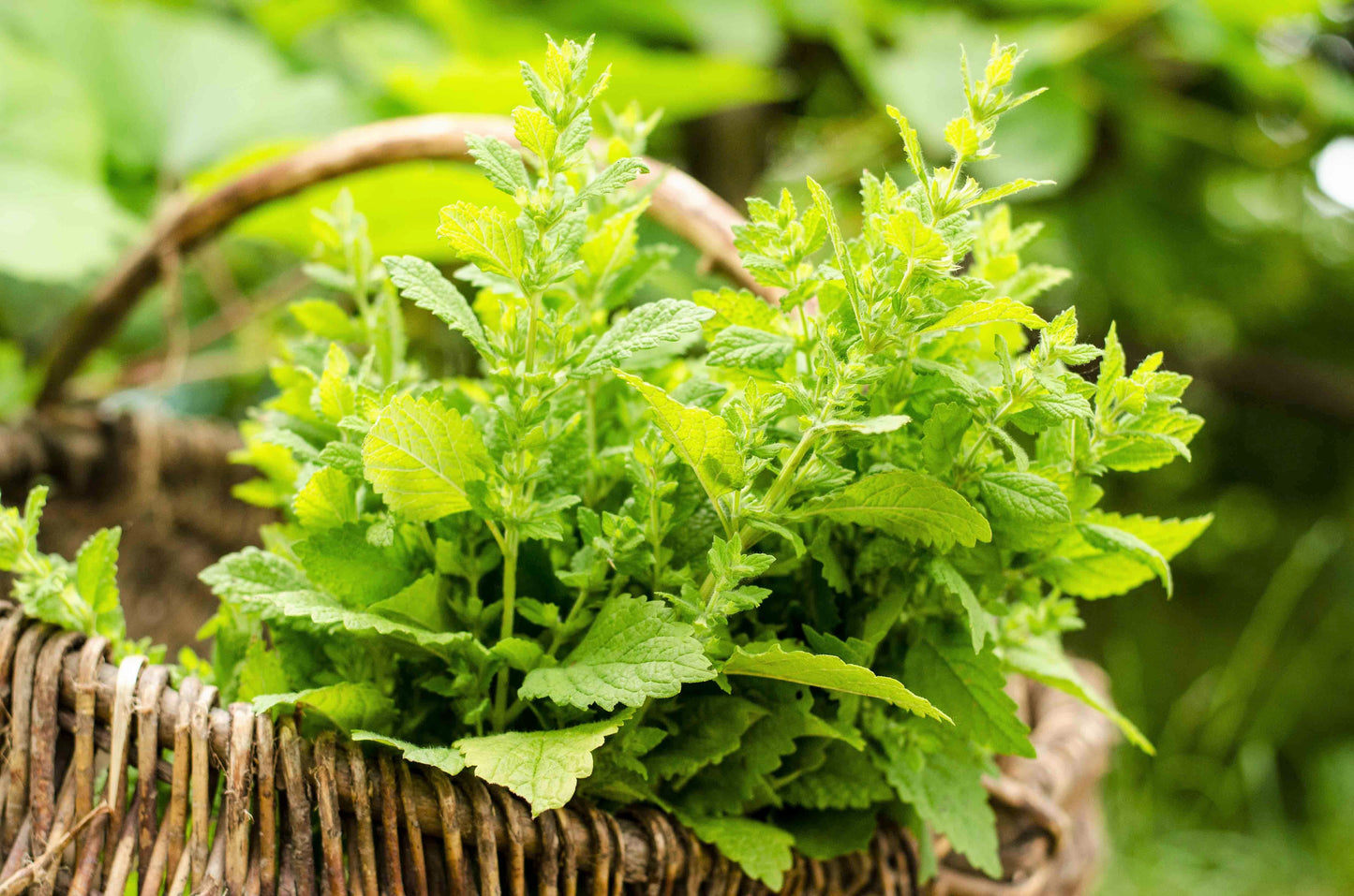 1500 Lemon Balm (Melissa Officinalis) Seeds