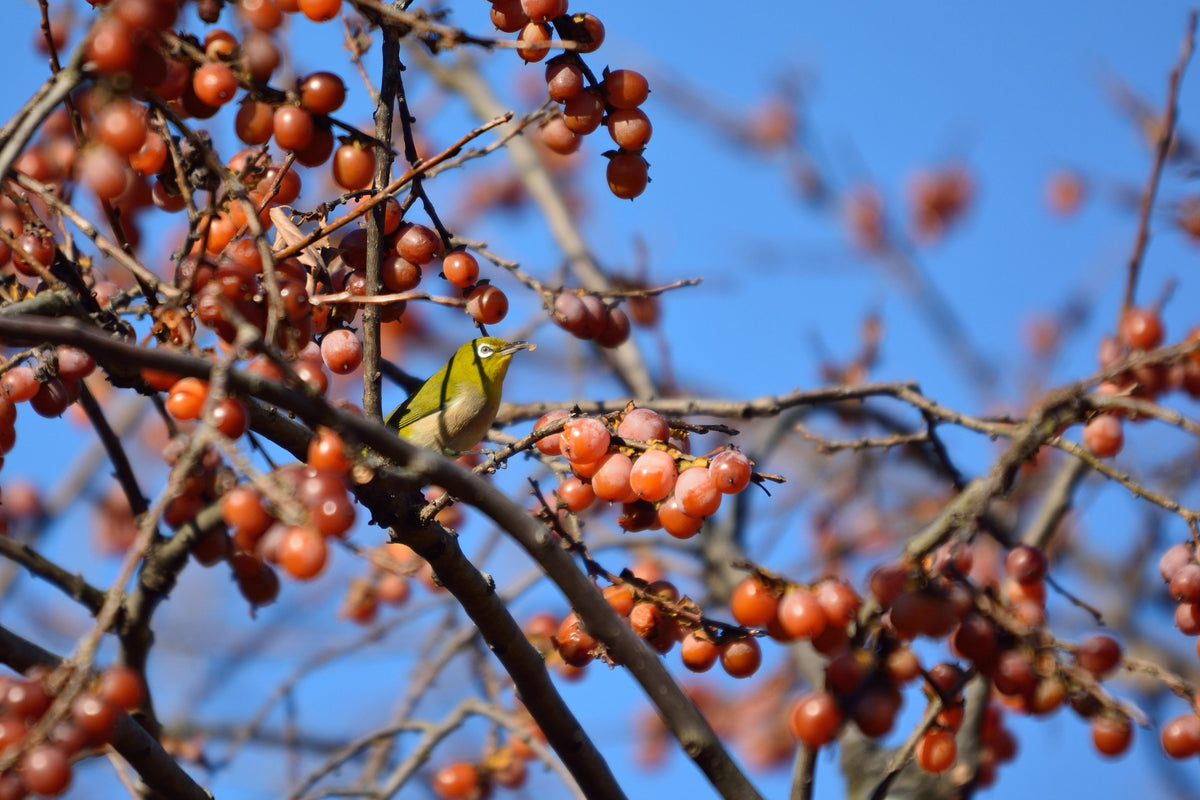 Date Plum Persimmon (Diospyros lotus) Seeds – 10 ct