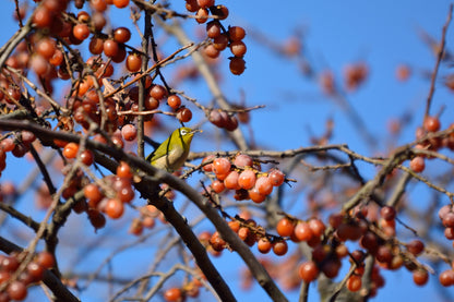 Date Plum Persimmon (Diospyros lotus) Seeds – 10 ct
