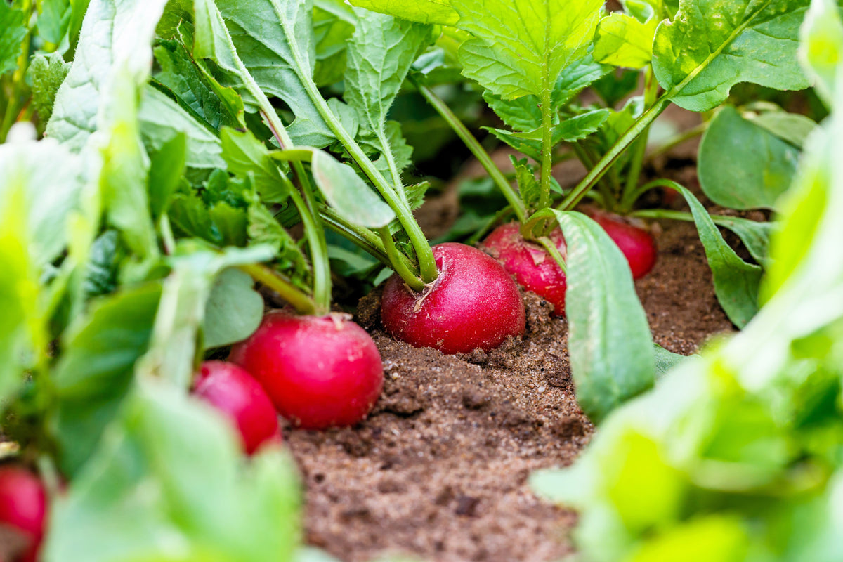 Sparkler White Tip Radish (Raphanus sativus) Seeds – 500 ct