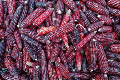 35 BLOODY BUTCHER Red CORN Edible & Ornamental Heirloom Zea Mays Vegetable Seeds