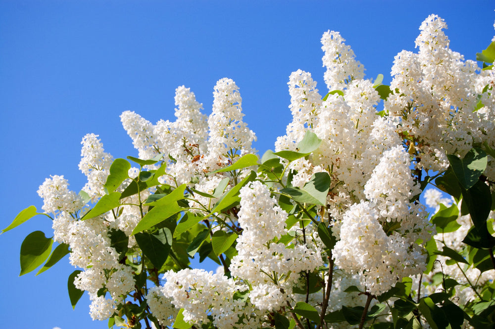 20 White Tree Lilac (Syringa Pekinensis) Seeds