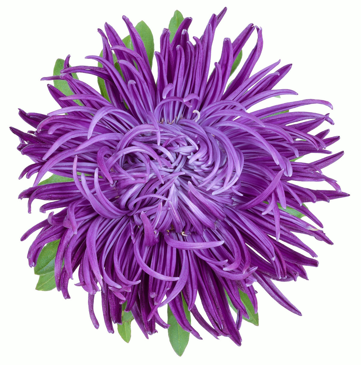 Violet Needle Aster (Callistephus chinensis) Seeds – 30 ct