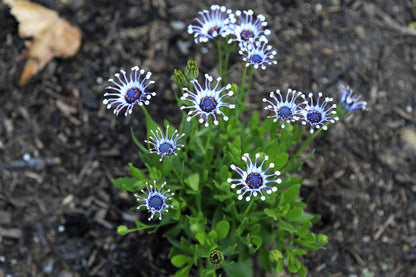 5 Whirligig Osteospermum (Osteospermum Fruticosum) Seeds