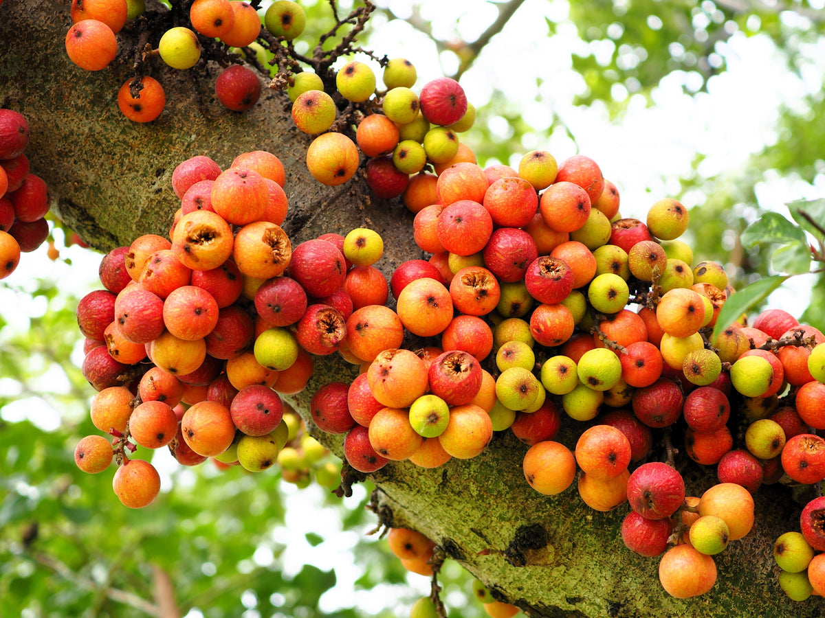 30 CLUSTER FIG Ficus Racemosa Red River Indian Guilar Tree Houseplant Seeds