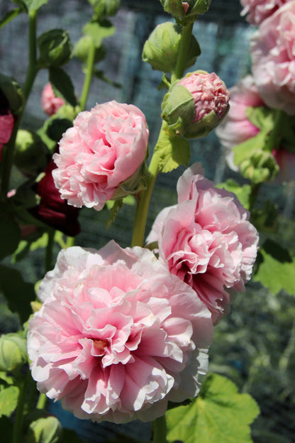 50 SUMMER CARNIVAL HOLLYHOCK Double Mixed Colors Red Pink White Yellow Peach Alcea Rosea Flower Seeds