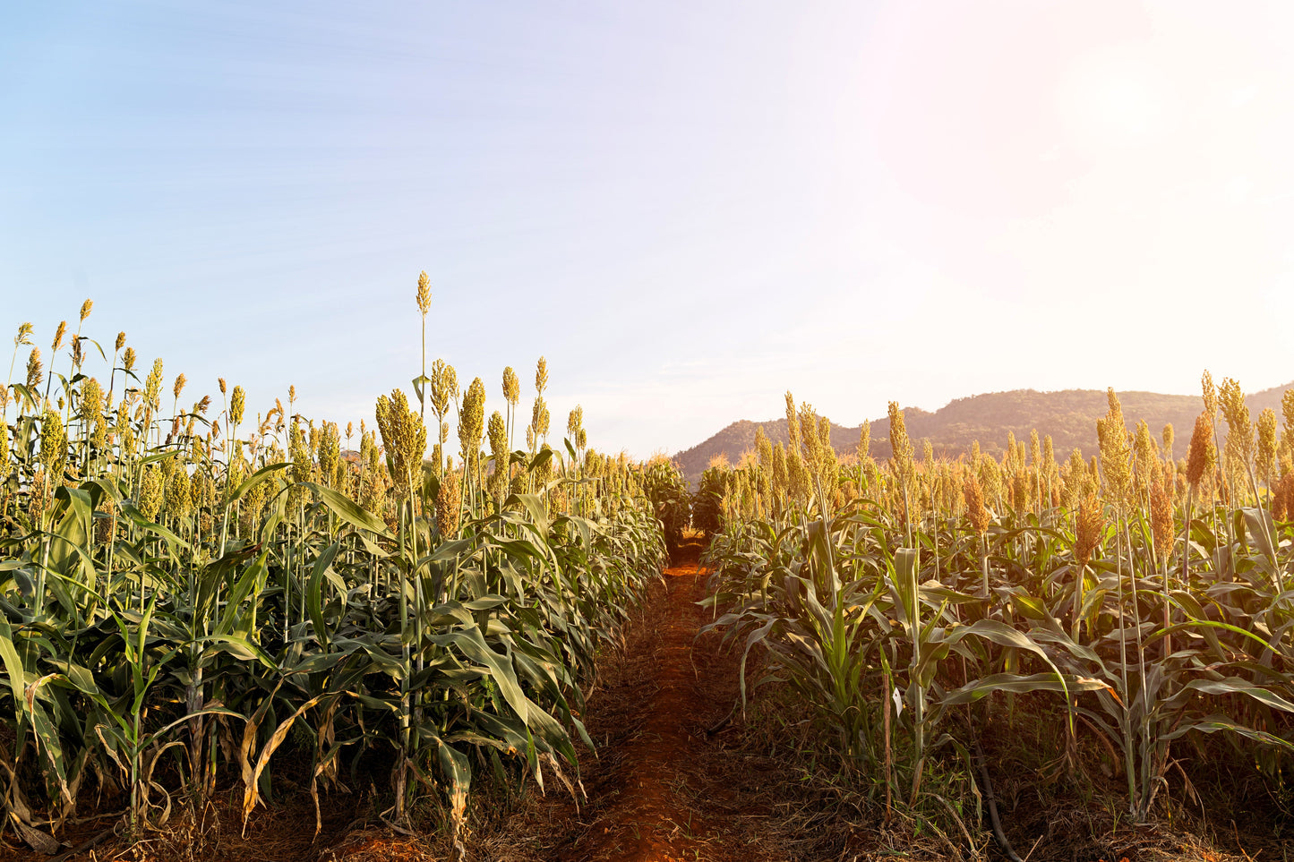 1 Lb  Honey Drip Sorghum (Sorghum Bicolor) Seeds