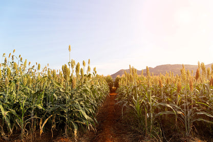 1 Lb  Honey Drip Sorghum (Sorghum Bicolor) Seeds