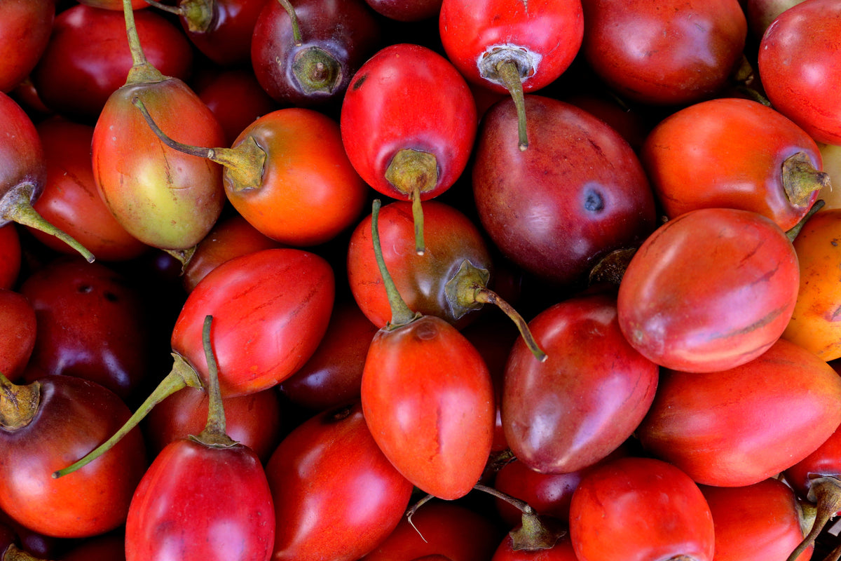 10 Tamarillo (Cyphomandra Betacea Solanum) Seeds