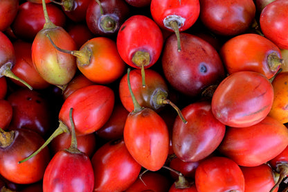 10 Tamarillo (Cyphomandra Betacea Solanum) Seeds
