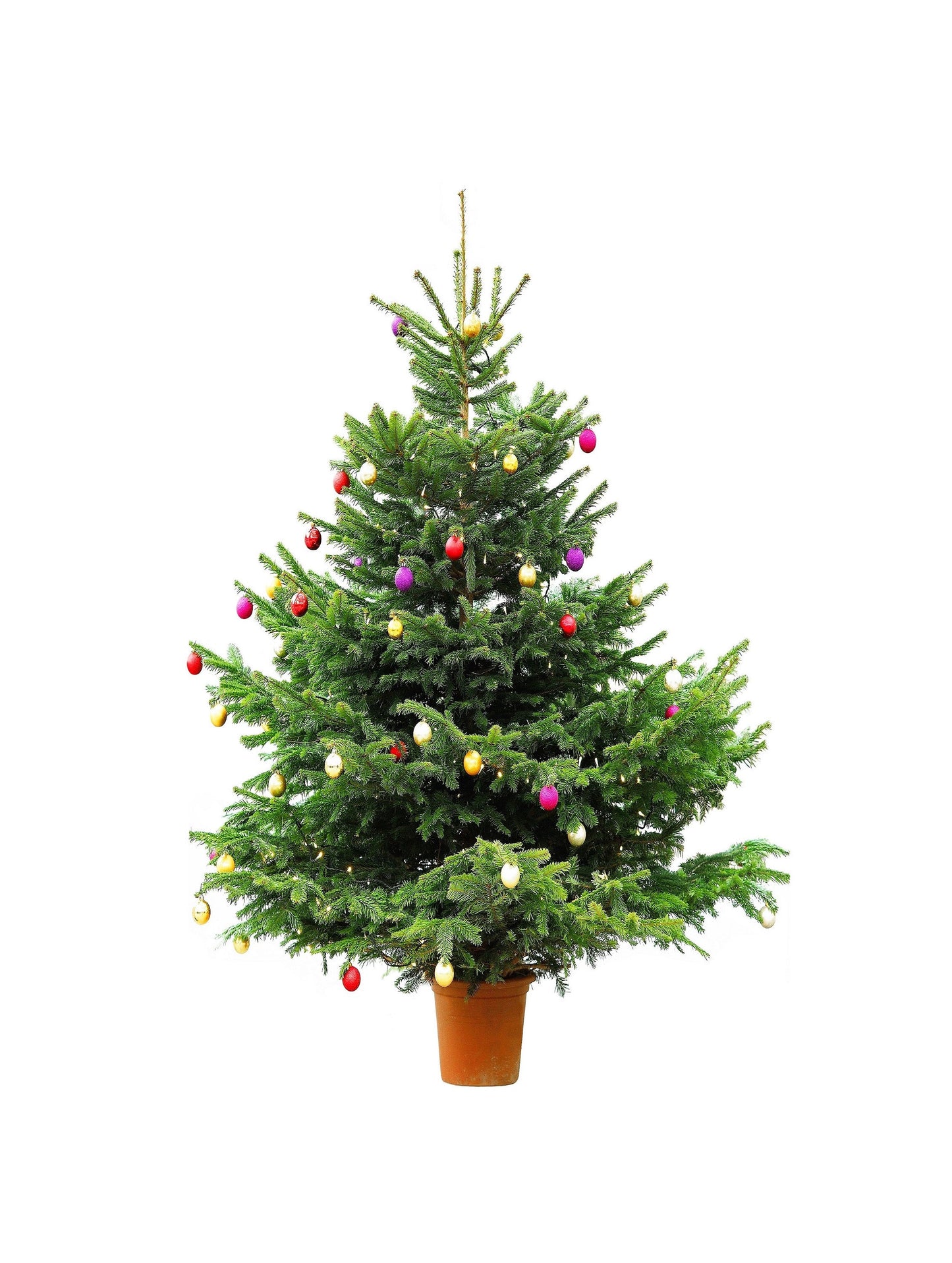 Fraser Fir ( Abies Fraseri ) Seeds