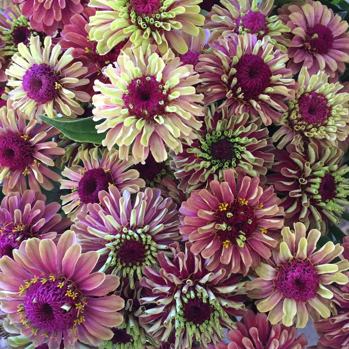 25 Red Lime Queeny Zinnia (Zinnia Elegans) Seeds